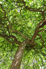 Fototapeta premium Trees from the bottom in spring season in Quebec Canada