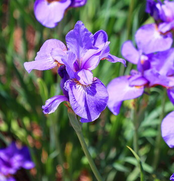 Iris  germanica is the accepted name for a species of flowering plants in the family Iridaceae commonly known as the bearded iris or the German bearded iris