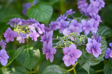 紫陽花の彩り