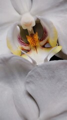 white orchid flower