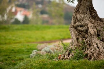 Olive grove tree, in a sunny day