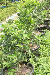 Citrus macroptera on tree in farm