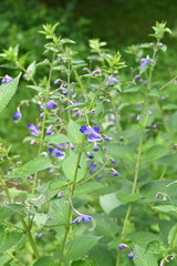 Blue mist spiraea (Tripora divaricata) flowers. Lamiaceae perennial plants. Blue-purple flowers bloom from summer to autumn.