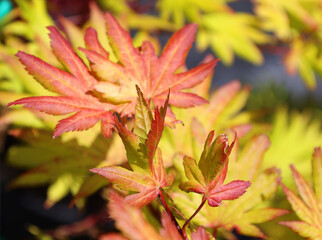 Siebold maple, Acer sieboldianum is a species of maple native to Japan and common in the forests of Hokkaido, Honshu, Shikoku and Kyushu Islands