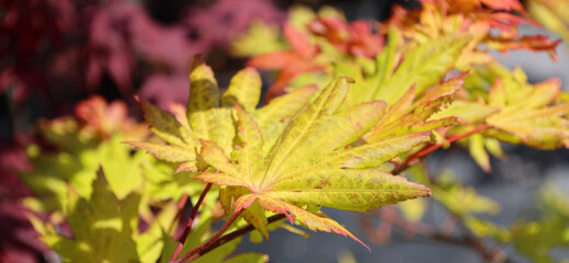 Siebold maple, Acer sieboldianum is a species of maple native to Japan and common in the forests of Hokkaido, Honshu, Shikoku and Kyushu Islands