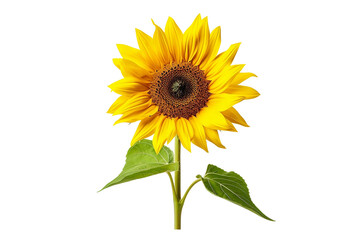 Obraz premium Sunny Sunflower Petals On PNG Background