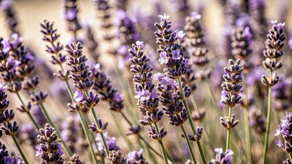 Fototapeta premium Panoramic view of blooming lavender flowers for summer background , lavender, flowers, bloom, panoramic, view, summer