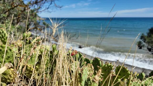 A view of the Black Sea coast from Karadag Mountain in Crimea, Russia. The image shows a close-up of the vegetation on the cliffside, with the sea in the background.