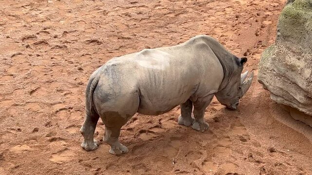 Medium cloe-up view, high angle o view off an African White Rhinoceros in a sandy riverbank handheld camera. 4K 60FPS