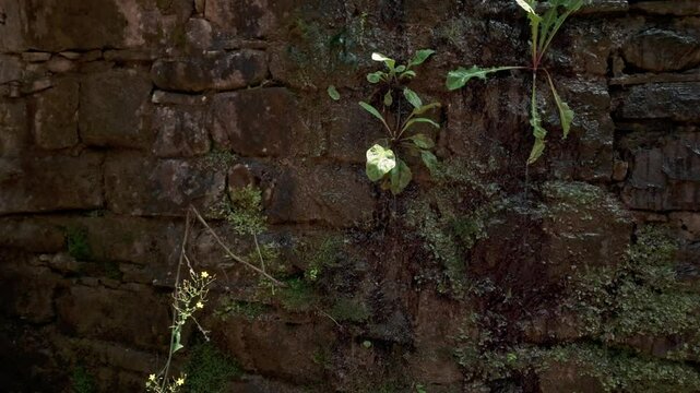 Water drips down dark stone wall texture splashing damp mossy leafy growth environment