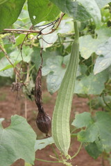 Chinese okra on plant in farm