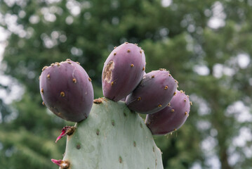 Closeup of beautiful ripe red prickly pears on Cactus Pad