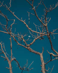 branches