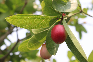 Carissa carandas fruit on tree in farm