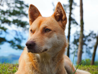 Cute brown short-haired dog lies on the grass on a spring morning.