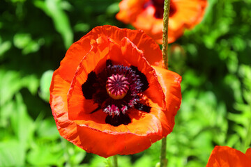 A poppy is a flowering plant in the subfamily Papaveroideae of the family Papaveraceae. Poppies are...