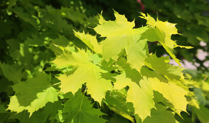 Princeton Gold Maple is a variety of a Norway Maple. It has a somewhat oval shape with big gold to lime green leaves, making it a great tree for shade. 