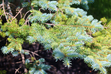 The blue, green, white spruce or Colorado blue spruce, with the Latin (scientific) name Picea pungens, is a species of spruce tree.