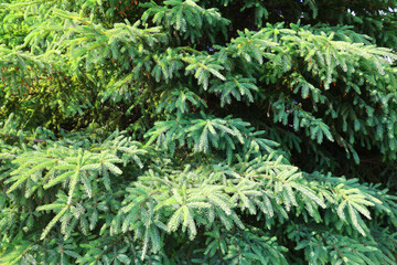 The blue, green, white spruce or Colorado blue spruce, with the Latin (scientific) name Picea pungens, is a species of spruce tree.