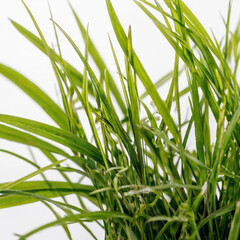 Obraz premium 잔디