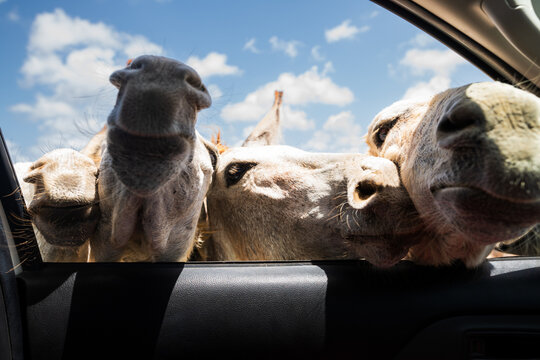 A group of mules poking their heads into a car window with cloudy blue skies behind