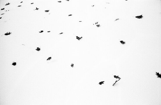 Grainy monochrome image of leaves in fresh snow