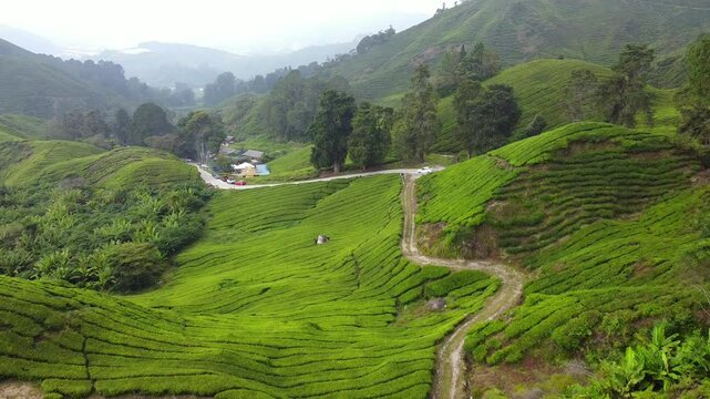 Aerial view in green tea plantation valley in Malaysia, beautiful Cameron highlands landscape, tourism and agriculture concept.
