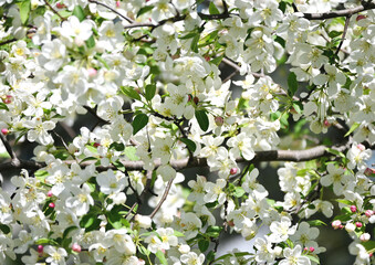 White Blossoms on Fruit Tree