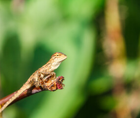 Baby garden Chameleon or calotes versicolor, cute little animals