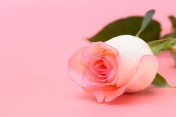 Fototapeta premium beautiful pastel rose flower on pink background, valentine day