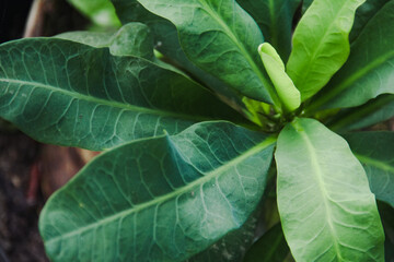 Euphorbia plant with green and lush leaves in a pot as an ornamental plant