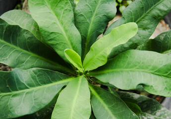 Fototapeta premium Euphorbia plant with green and lush leaves in a pot as an ornamental plant