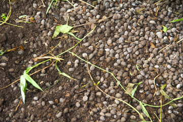 Goat Manure which can be used as organic fertilizer for plants