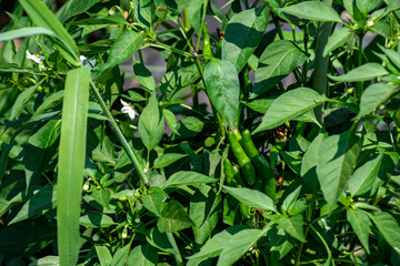 菜園で育てるナス科のとうがらし（鷹の爪）