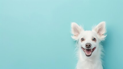 Fototapeta premium Happy pet dog with perky ears and bright eyes, posing against a light blue backdrop, centered, generous copy space, soft focus, cheerful atmosphere