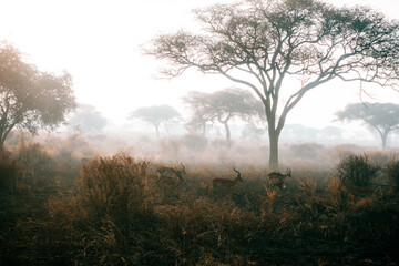 Fototapeta premium Impala in wild