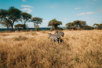 zebra in the wild © Aneisha
