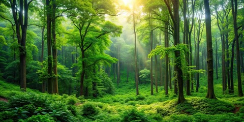 Lush green trees in a dense forest , nature, woodland, environment, foliage, growth, tall, peaceful, tranquility, scenery