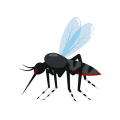dengue mosquito after blood sucking