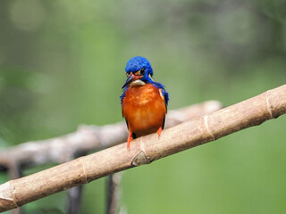 kingfisher on a branch