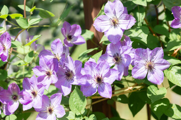 Close-up of a clematis flower in a summer garden