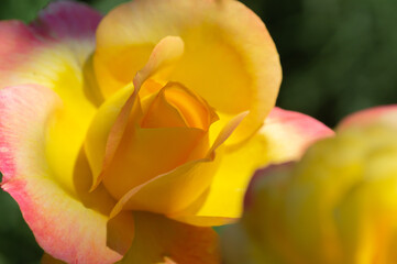 Fototapeta premium beautiful rose of two colors - pink and yellow close-up