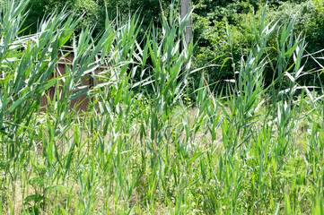 Fototapeta premium Reed bed with reeds swaying