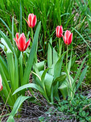 beautiful bright multicolored tulips in the city square