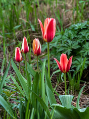 beautiful bright multicolored tulips in the city square