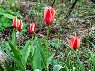 beautiful bright multicolored tulips in the city square