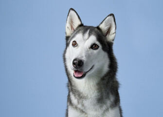 Siberian Husky with a joyful expression, set against a light blue studio background. The image captures the breed's friendly demeanor and striking features