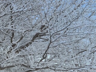 Snow Trees 3