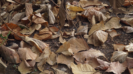 Dry brown teak leaves are scattered on the ground. Focus selected