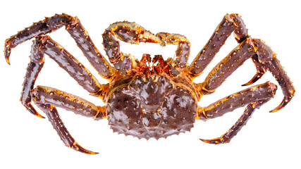 Large live king crab isolated on white background